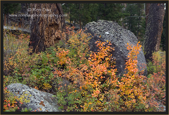 Autumn Foliage at Slough Creek