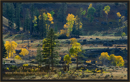 Yellow Aspen Trees in Landscape