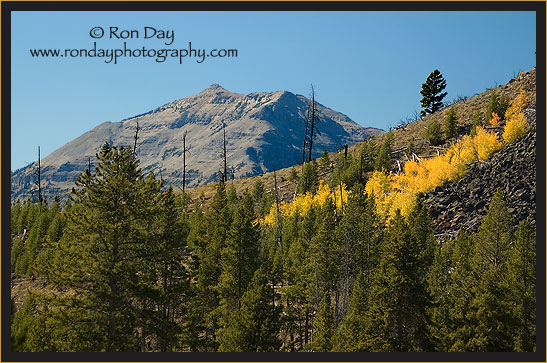 Autumn Aspen in Yellowstone Mountains