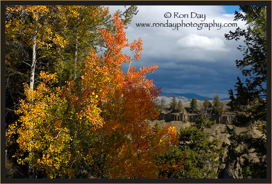 Tower Area, Yellowstone 