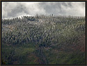 Frost on Landscape