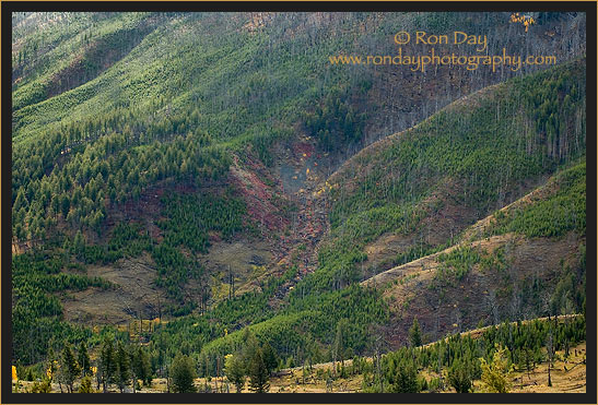 Rich Greenery on Mountain Slope