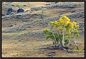 Autumn Aspen Tree