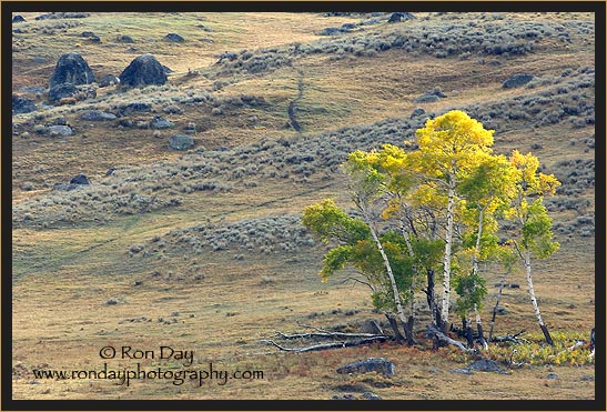 Aspen Tree in Autumn