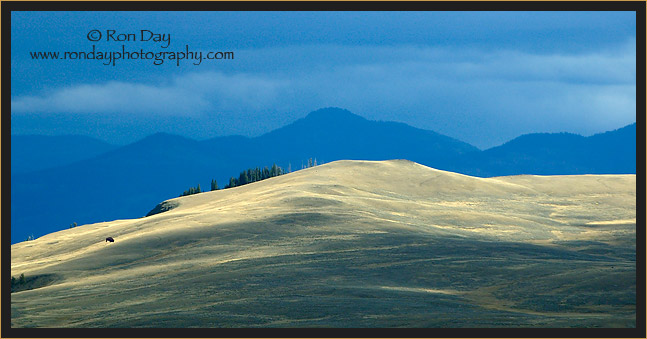 Dunraven Pass Area, Yellowstone