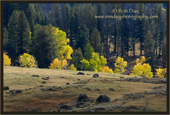 Autumn Foliage, Yellowstone NP