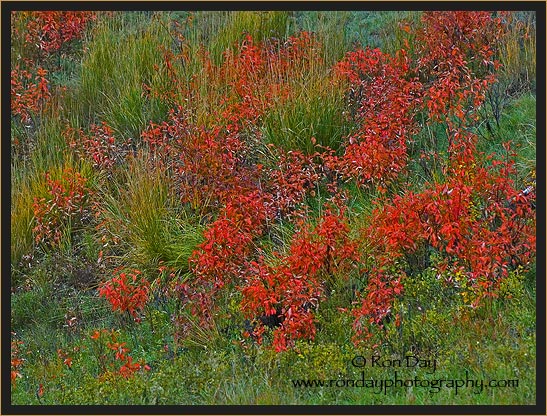 Fall Foliage at Slough Creek