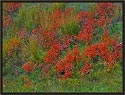 Red Foliage at Slough Creek