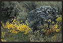 Autumn Color, Yellowstone