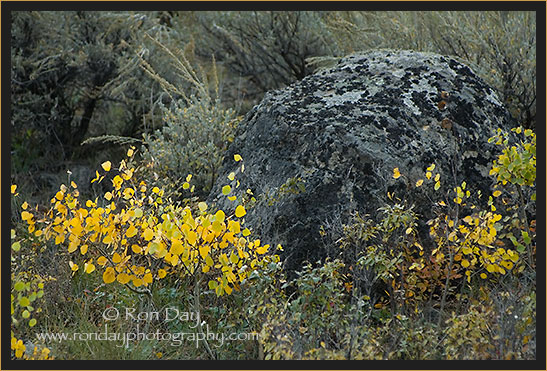 Autumn Foliage, Slough Creek