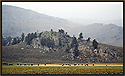 Grazing Bison, Yellowstone