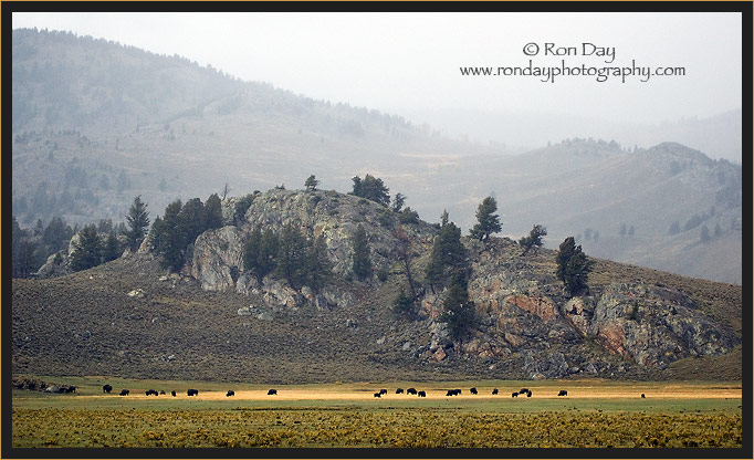 Yellowstone Bison Grazing