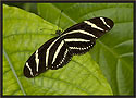 Zebra Butterfly