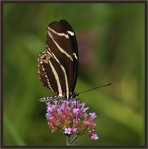 Zebra Butterfly (Heliconius charithonius), male