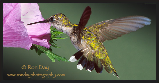 Ruby-throated Hummingbird at Hibiscus